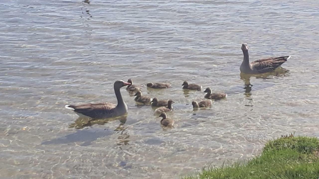 Appartements Am Schaalsee Zarrentin am Schaalsee Eksteriør billede